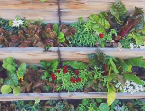 Growing Food in a Backyard Vegetable Garden