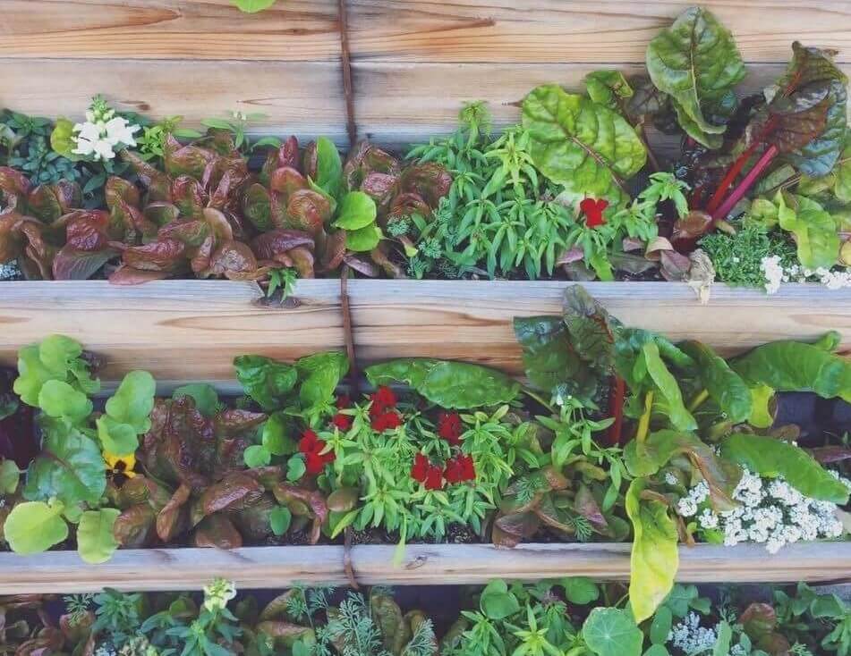 Vertical Gardening to Grow Food