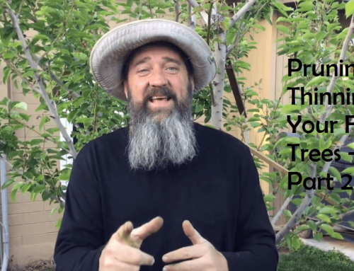 Pruning and Thinning Your Fruit Trees – Part 2