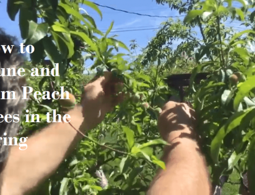 How to Prune and Thin Your Peach Tree This Spring