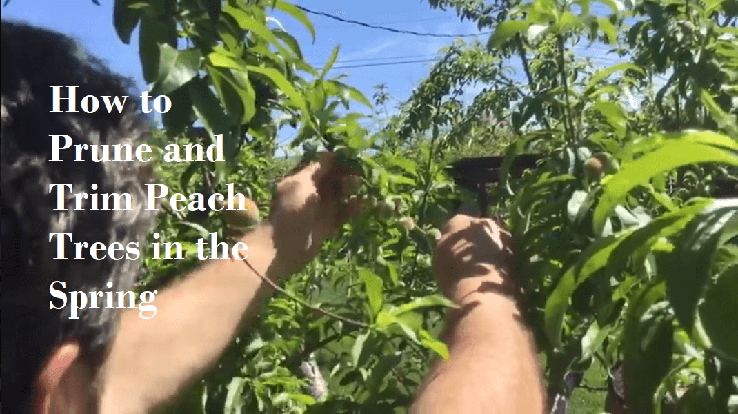 prune trim peach trees FSUG