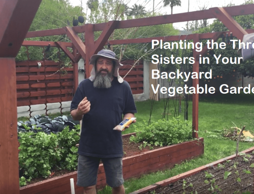 Planting the Three Sisters in Your Backyard Vegetable Garden